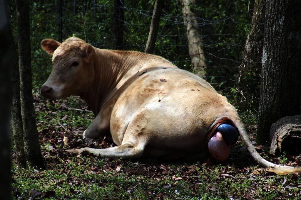 Charlie had a boy--pictures of birth - Cattle