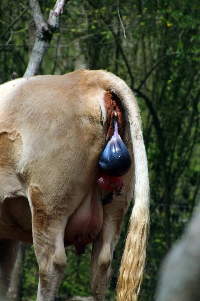 Charlie had a boy--pictures of birth - Cattle