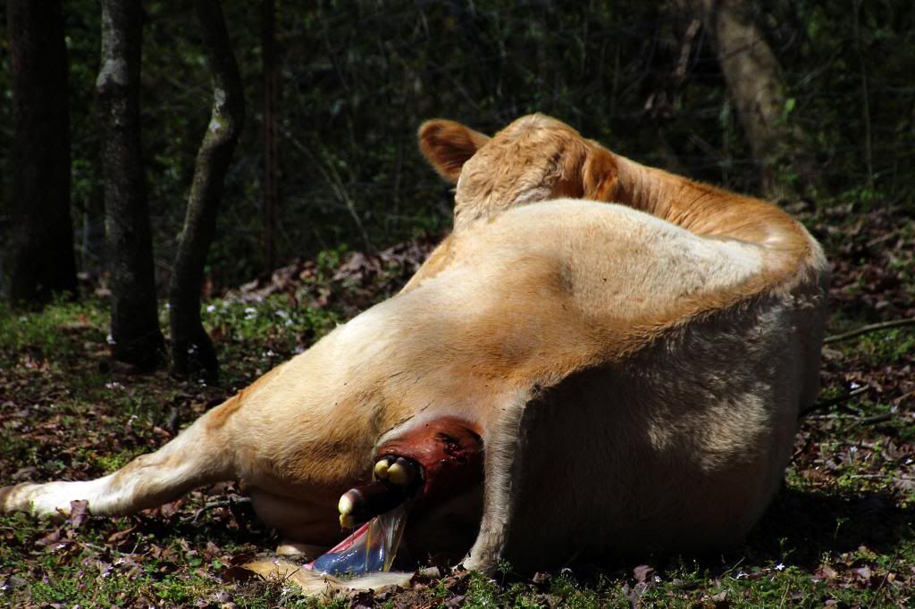 Charlie had a boy--pictures of birth - Cattle