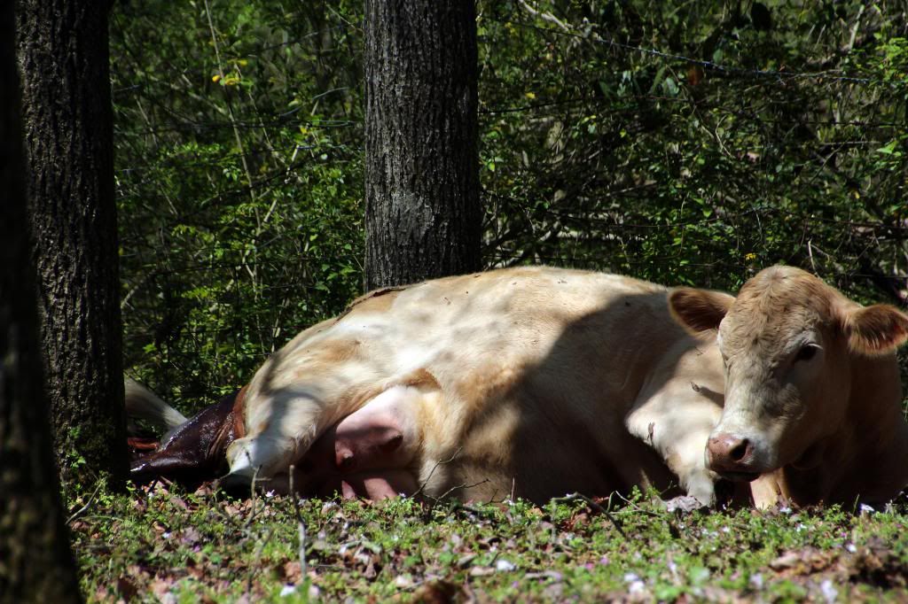 Charlie had a boy--pictures of birth - Cattle