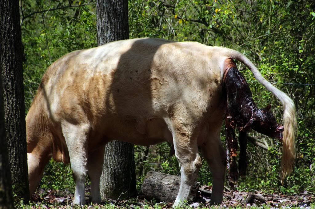Charlie had a boy--pictures of birth - Cattle
