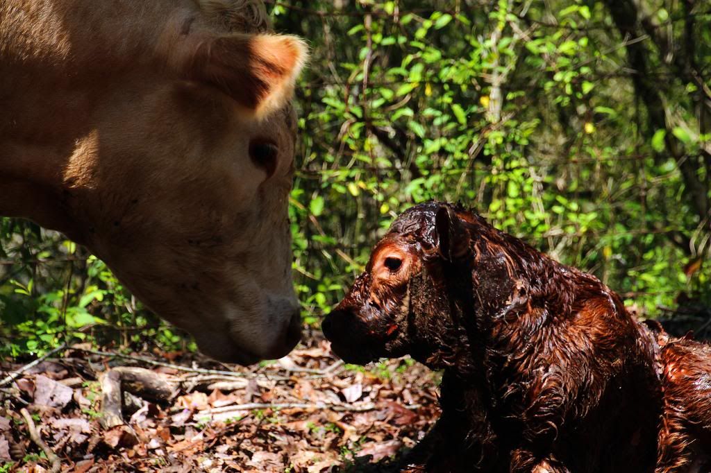 Charlie had a boy--pictures of birth - Cattle
