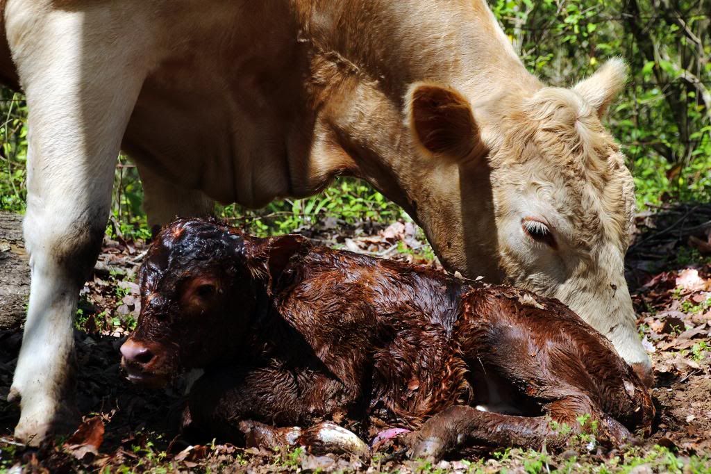 Charlie had a boy--pictures of birth - Cattle