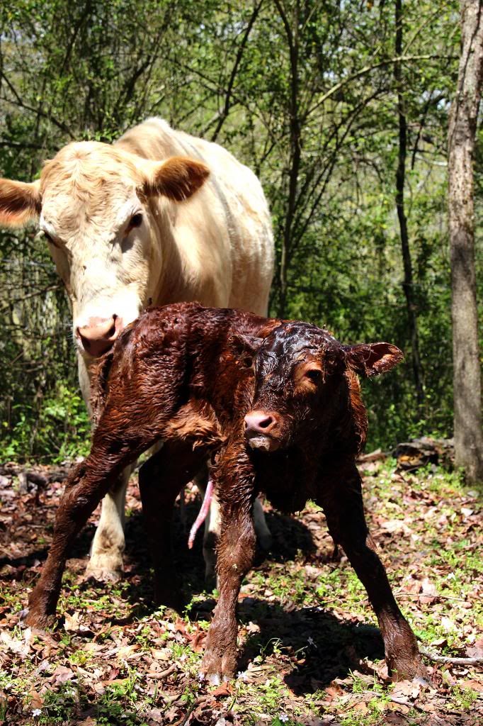 Charlie had a boy--pictures of birth - Cattle