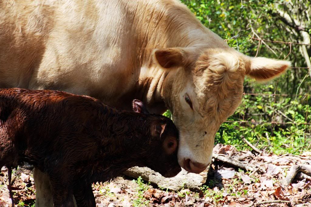 Charlie had a boy--pictures of birth - Cattle