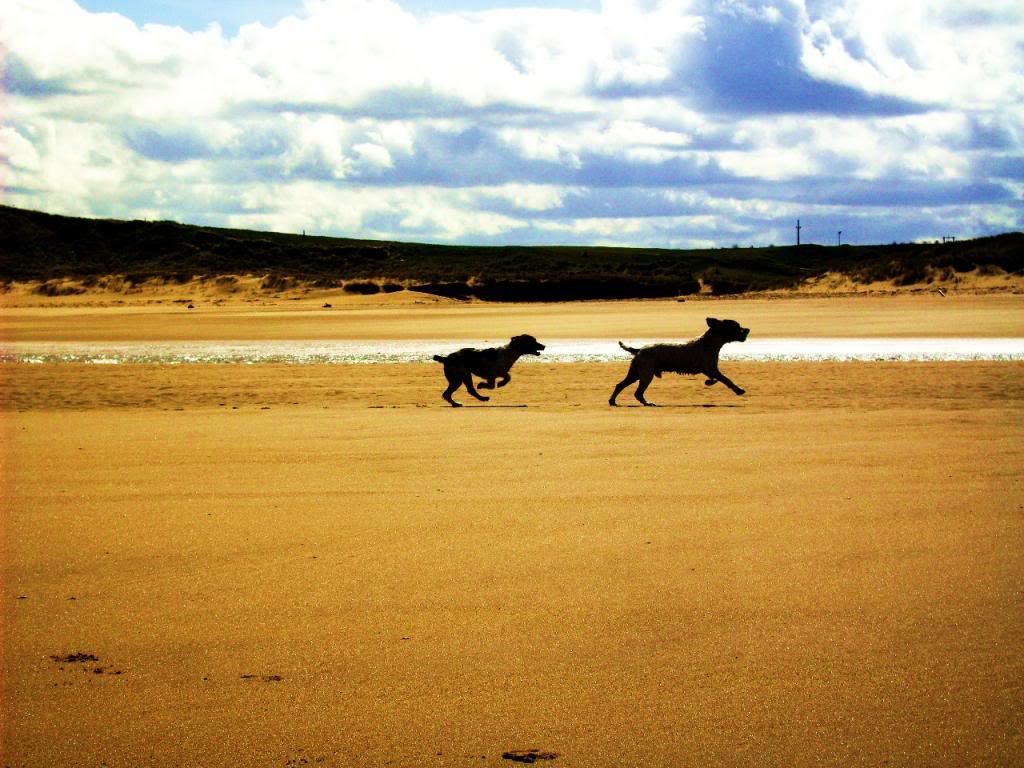 dogschasingbeach_zpscac2fbd0.jpg