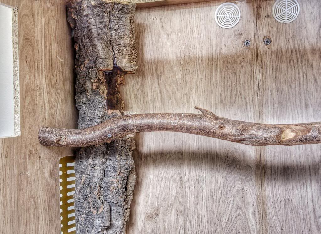 Crickets Keep Escaping at John Weiss blog