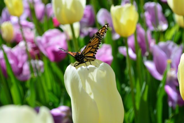  photo Butterfly-Tulips_zps7b551744.jpg