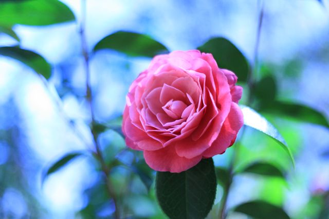  photo Camellia-Pink_zpsdb0d55f9.jpg