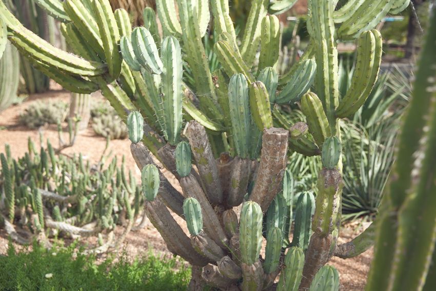  photo Cactus-Jenelle-09_zps7b7aee08.jpg