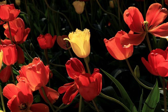  photo Moody-Tulips-6_zps1f610437.jpg