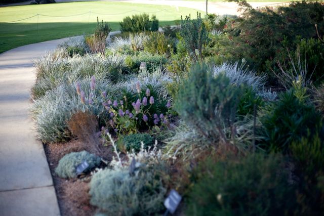 photo Native-Australian-Gardens_zpsf812f0dc.jpg