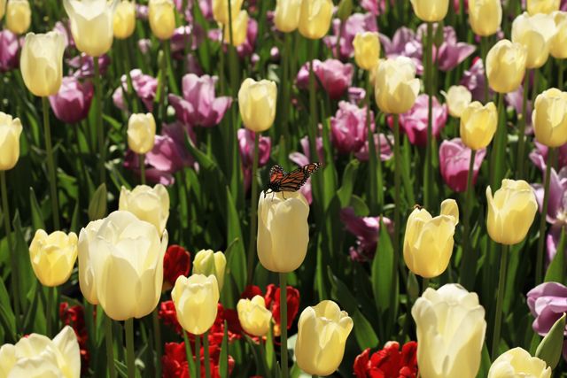  photo Tulips-Butterfly_zps19c66013.jpg