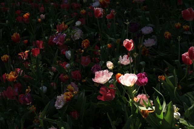  photo Tulips-Moody-1_zps7e06cad3.jpg