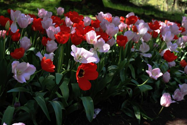  photo Tulips-Red-and-Pink_zps1a48be48.jpg