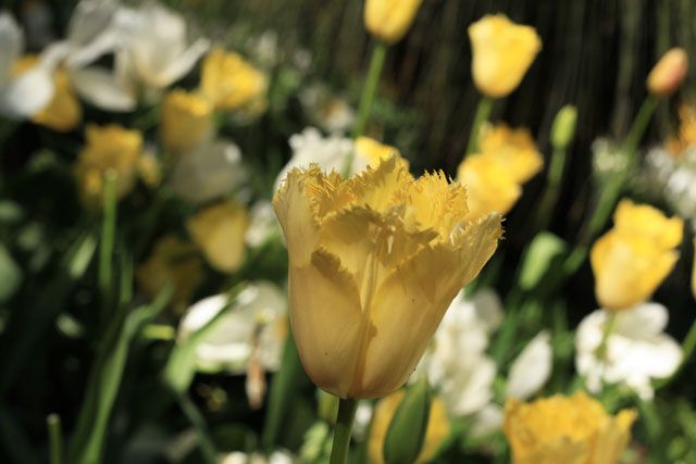  photo Tulips-Yellow_zps987726af.jpg