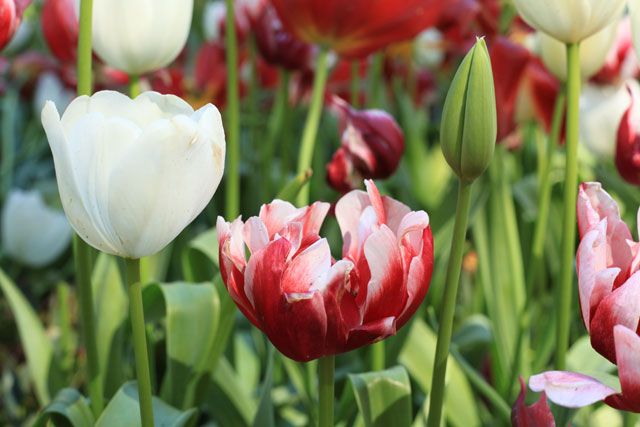  photo Tulips-white-red_zpsccf4af08.jpg
