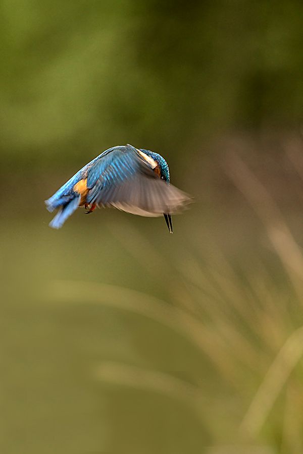 Fotografie