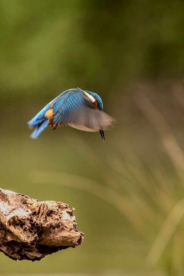 Fotografie