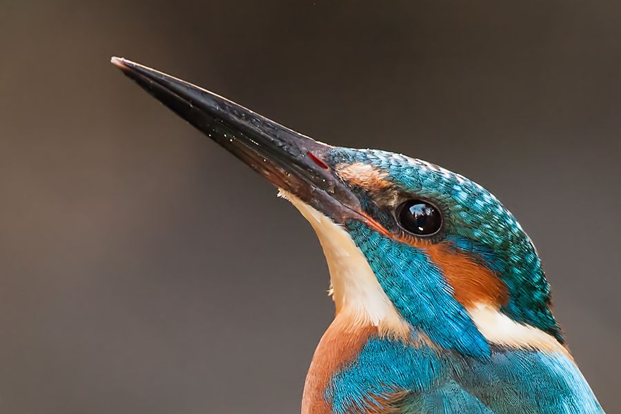 Fotografie