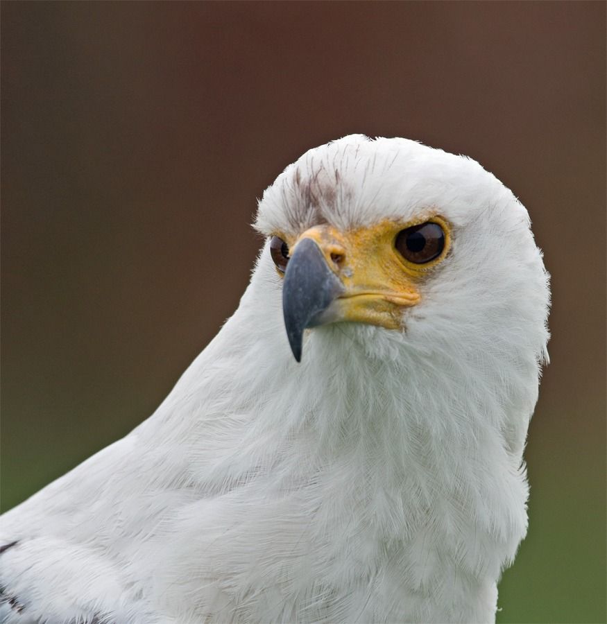 Fotografie