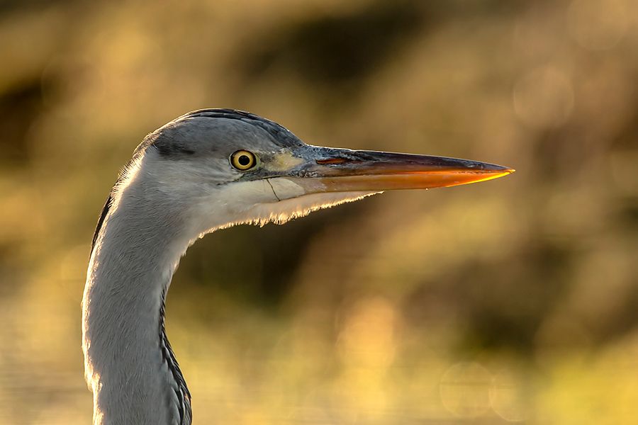 Fotografie