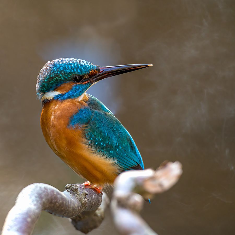 Fotografie
