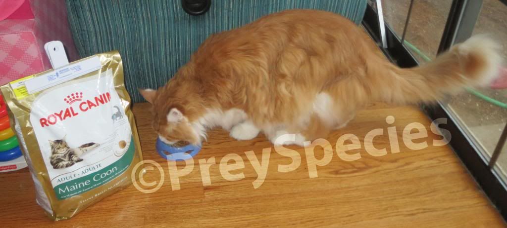Frankie Our Maine Coon Beauty Royal Canin Offers Breed Specific Nutrition For Cats Review Frankie Our Maine Coon Beauty Royal Canin Offers Breed Specific Nutrition For Cats Review
