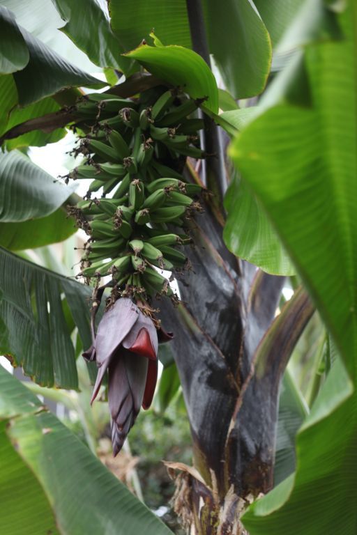 Ele Ele photo EleEle_zps300c86aa.jpg