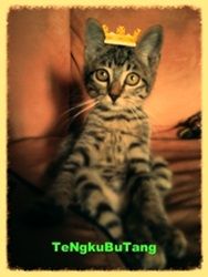 Tengkubutang's Story photo butang_zpsed0bab13.jpg