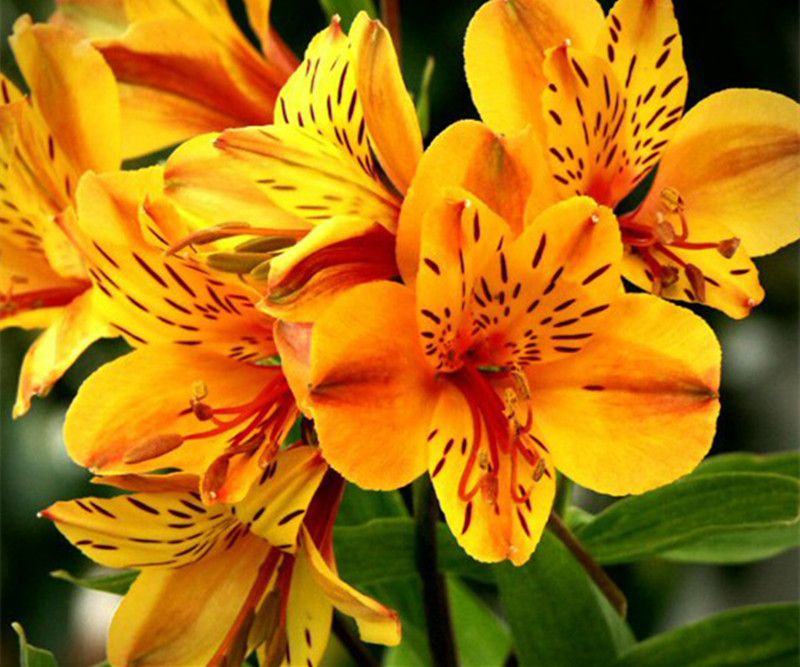 5 Alstroemeria Mixed Perennial Peruvian Lily Bulbs Hardy Home Garden