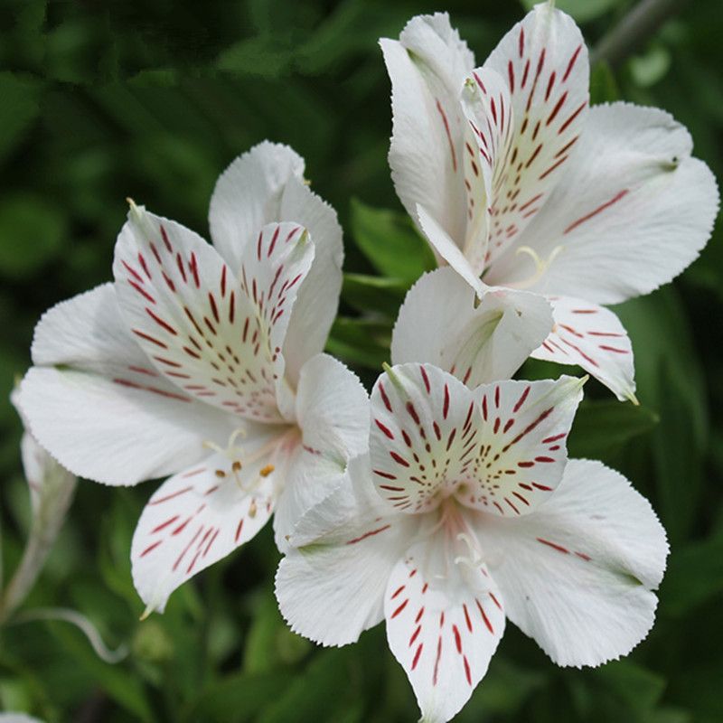 Download Peruvian Lily Bulbs Pictures
